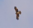 /album/some-overseas-trips/booted-eagle-eilat-march-2009-jpg/